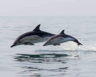 Dolphin Trip at Arabian Sea